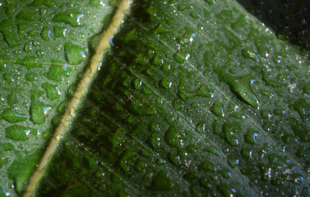 Raindrops on green leaf macro close up. Water drops on ficus leafの写真素材