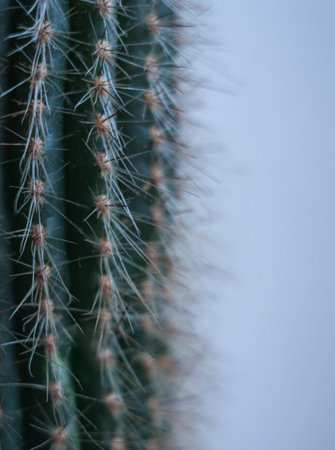Cactus needles in macro on a white backgroundの写真素材