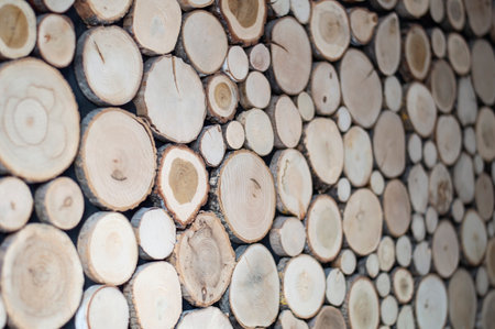 Texture of slices of sawn treesの写真素材