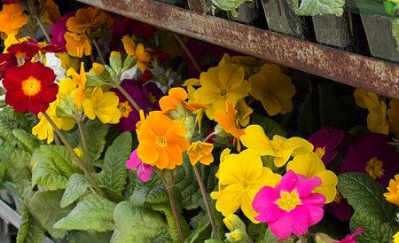 Many colorful flowers of the primulas on shelfの写真素材