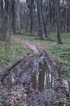 Muddy road through the forest and puddles on the groundの写真素材