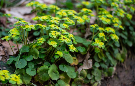 Chrysosplenium alternifolium texture side viewの写真素材