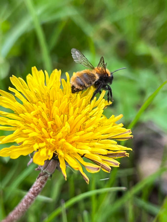 A bee collects nectar on a dandelion flower in the grass close-up
