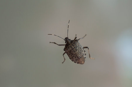 Stink bug on transparent glass in motion close-upの写真素材