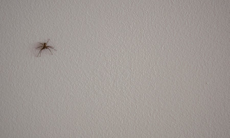 Spider on white wall, closeup.の写真素材