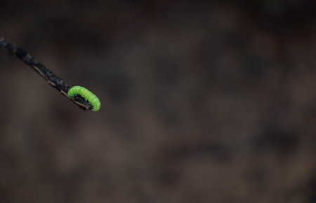 Green caterpillar on a tree branch, close-up
