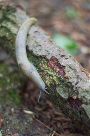 Sluging on a fallen tree in the forestの写真素材