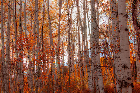 Orange glowing aspens
