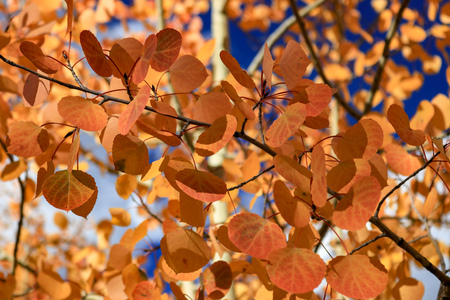 orange aspens leavesの写真素材