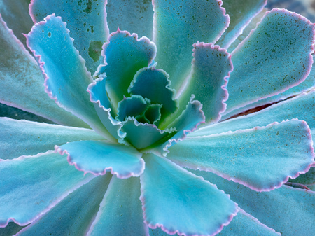 Macro Green and Purple Succulentの写真素材