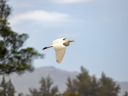 Flying Wild White Egretの写真素材