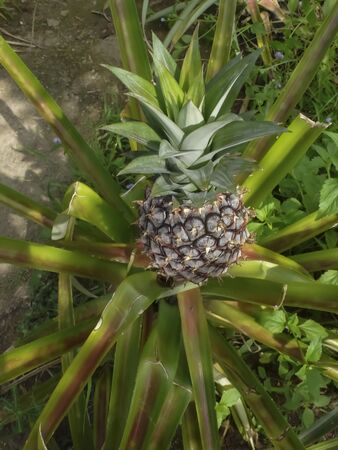 Pineapple plant in Malaysiaの写真素材
