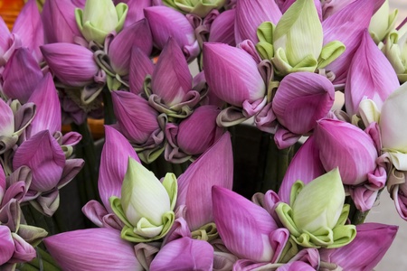 Lotus Flower in Cambodiaの写真素材