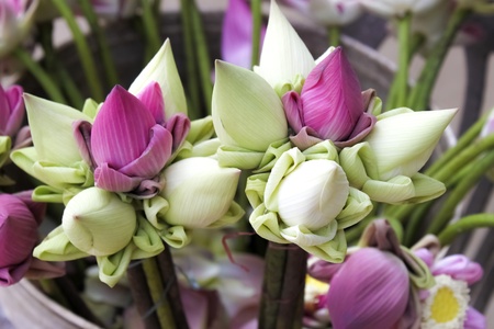 Lotus flowers at the templeの写真素材