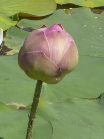 Lotus flower in water in Thailandの写真素材