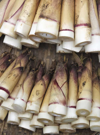Bamboo Shoots - Bamboo in Cambodiaの写真素材