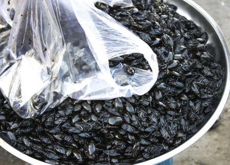 Asian cuisine - Insects for consumptionの写真素材