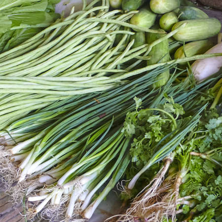 Coriander and asparagus beans - herbs and vegetables from Asiaの写真素材