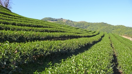 Tea plantation in Mae Salong - Northern Thailandの写真素材