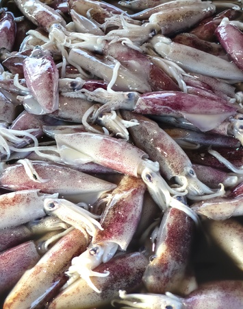 Squid on a market in Thailand