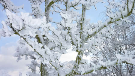 Winter in Germany - tree with snowの写真素材