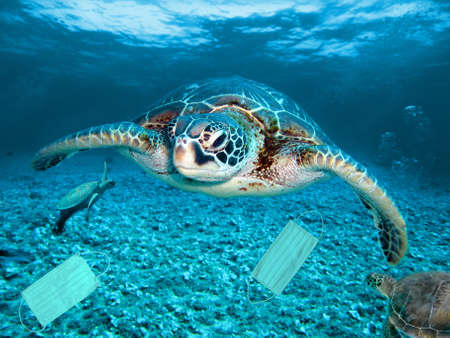 turtle is going to eat masks, sea pollution and masks.の写真素材
