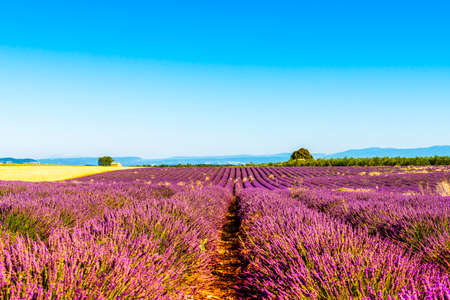 Lavander field in Provence south of Franceの写真素材