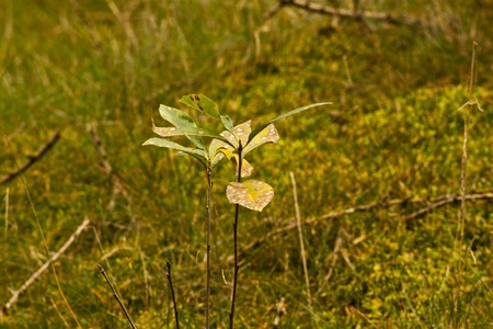 young trees at the forest edgeの写真素材
