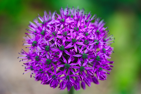 purple allium giganteum flower in close-up