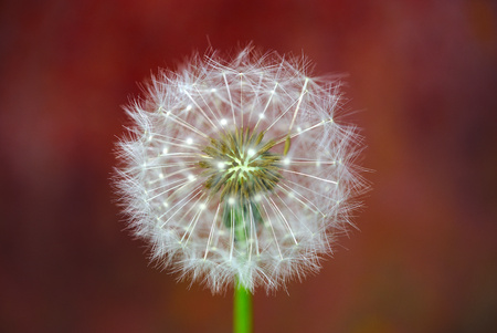 dandelion egret on red background. macroの写真素材