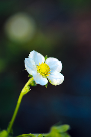 strawberry blossom in the spring, vegetable gardenの写真素材