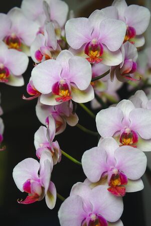 pink and white orchids in close upの写真素材