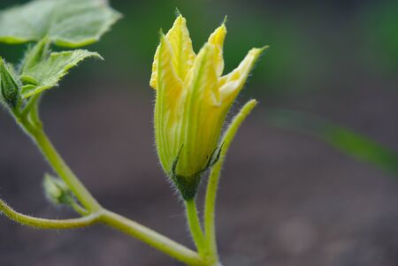 squash blossom, vegetable gardenの写真素材