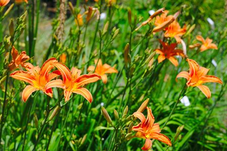 orange hemerocalle flower meadow on green background; Hemerocallisの写真素材