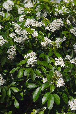 grove of white flowers of a Mexican orange tree. Choisya (rutaceae)の写真素材