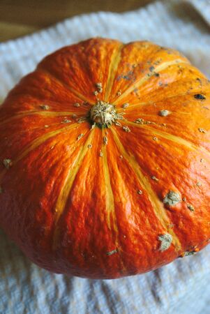 Natural orange garden squash plant, cucurbitaceousの写真素材