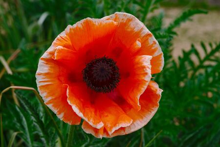 red poppy flower of the Orient (Papaver Orientalis), called Orangeadeの写真素材