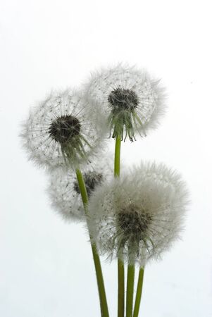 bunch of fluffy dandelion egrets on white background, macroの写真素材