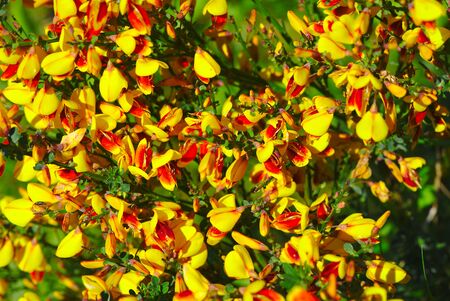 Grove of yellow and red broom flowers (Fabaceae)の写真素材