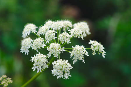 Flowers of wild angelica, angelica sylvestre