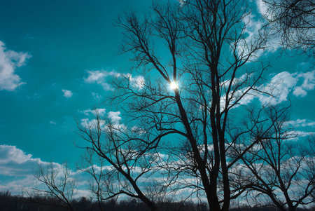 tree silhouette and blue sky at the edge of the Plancons lake in the Puy-deDome department in...