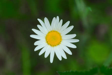 Meadow daisies close-up on green background