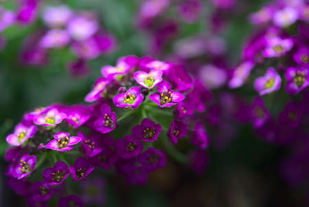 Branch of Alyssum Easter Bonnet Violet, small flowers close-upの写真素材