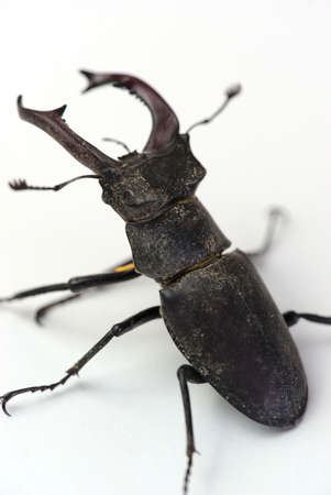 Stag beetle, male Lucanus cervus with jaws, mandible beetleの写真素材