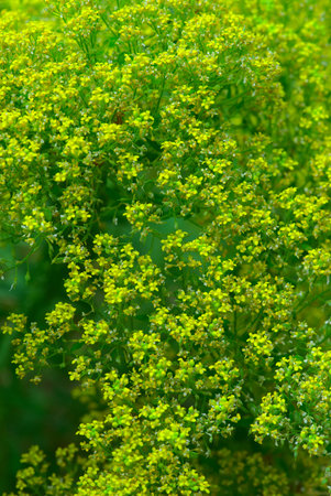 Parterre of Yellow Mountain Alysses (Alyssum montanum L.)