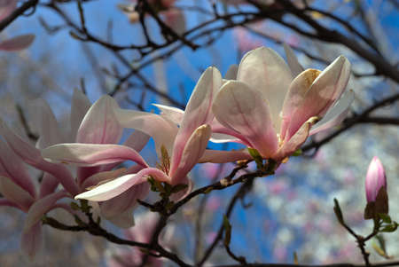 close-up pink and white magnolia flowers on the treeの写真素材