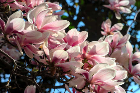 close-up pink and white magnolia flowers on the treeの写真素材