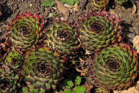 Sempervivum, Green and red Hybrid Houseleek in the ground close-upの写真素材