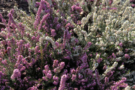 grove of white and pink common heather (calluna vulgaris - Ericaceae) close upの写真素材