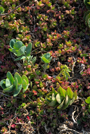 Delosperma Lineare, Perennial purslane before flowering in springの写真素材